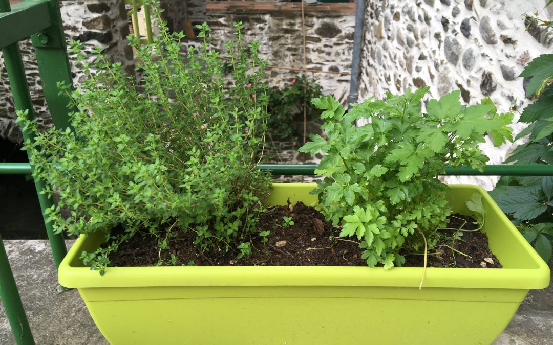 Créer son potager — un acte subversif